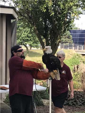 "Jefferson" Bald Eagle